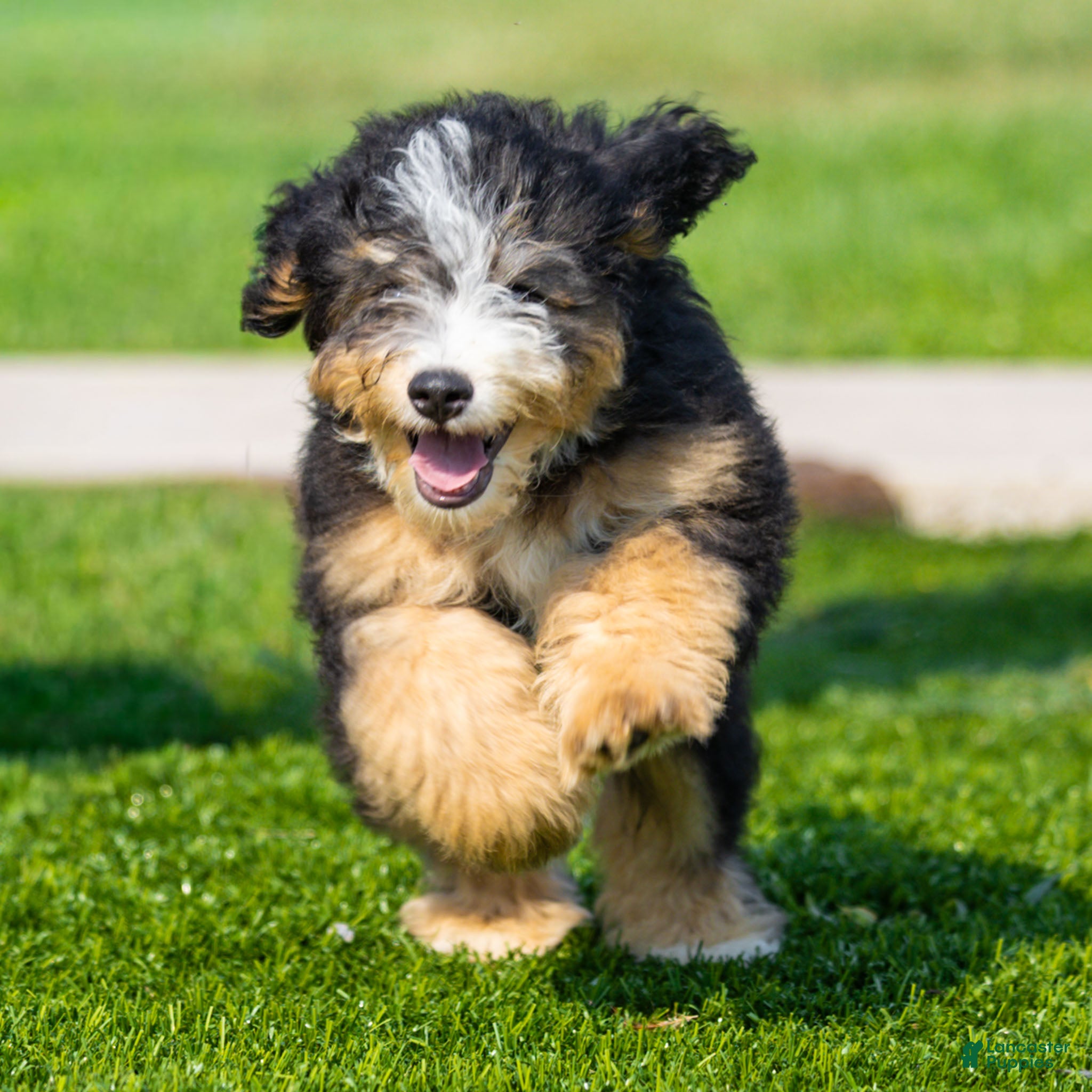 Bernedoodle dogs Crew Bernedoodle Puppy  - Ad 1