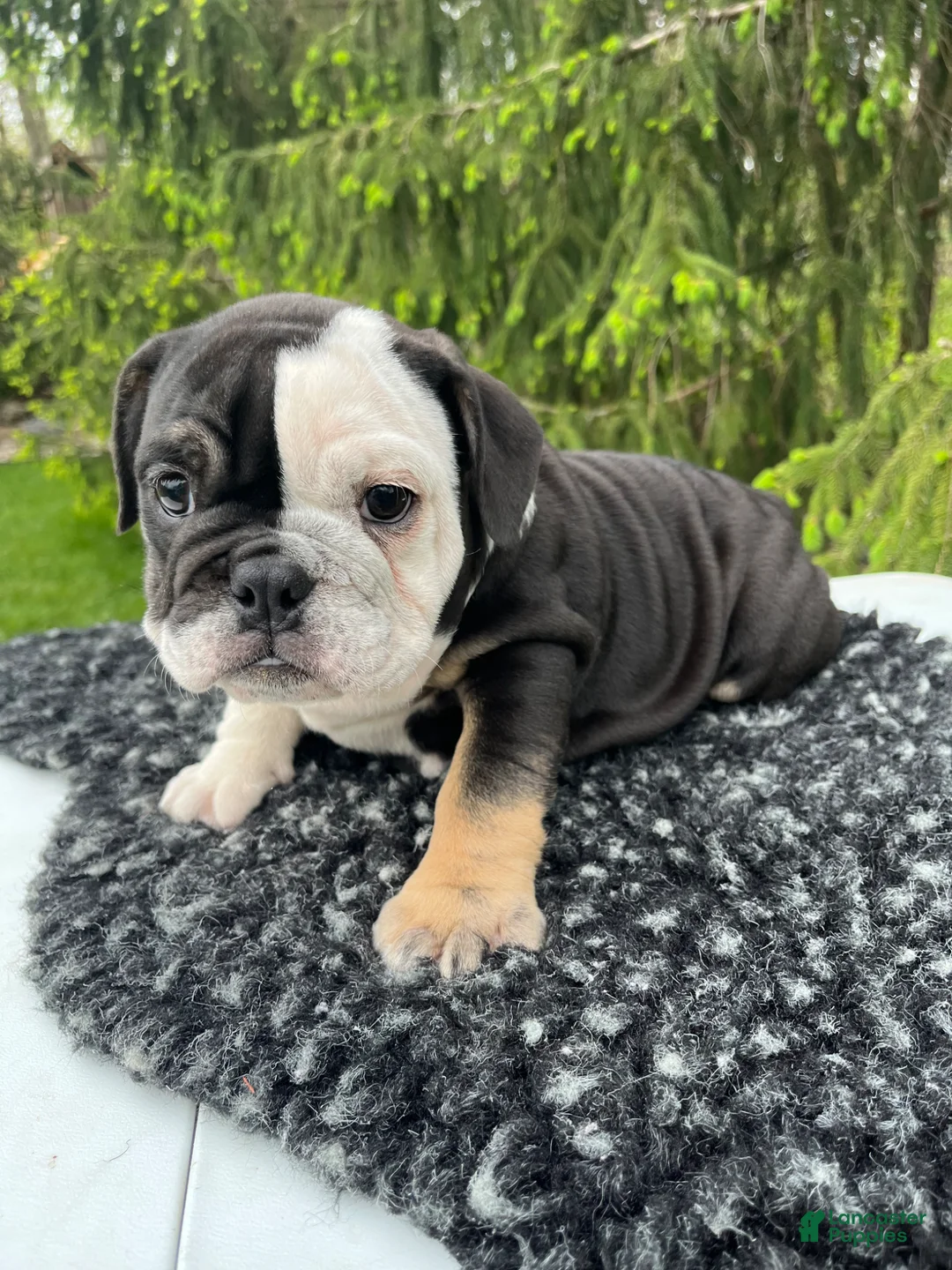 English Bulldog dogs for sale: Luna - Ad 1