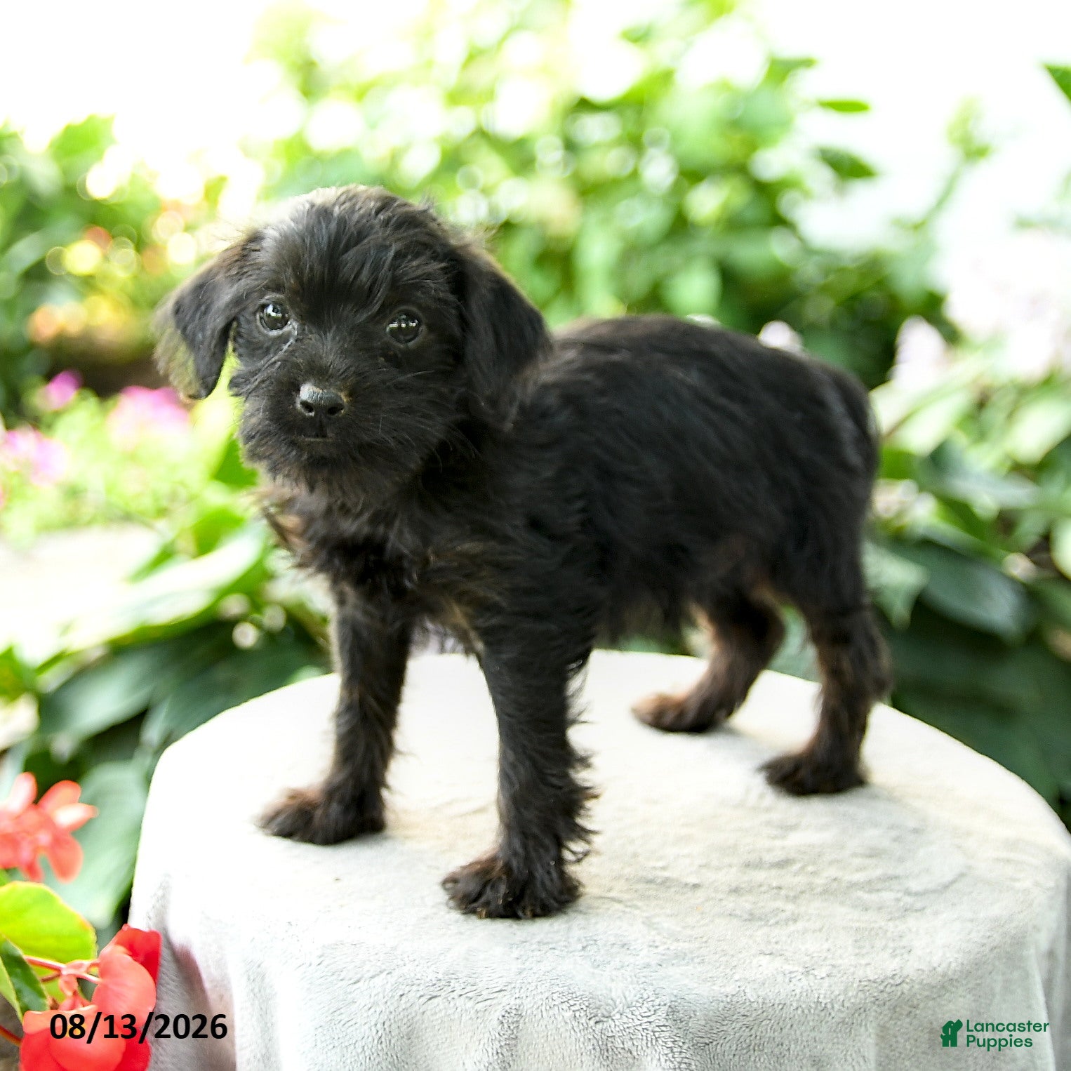 Yorkiepoo dogs Promise - Ad 1