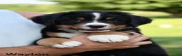 Bernese Mountain Dog dogs for sale: Waylon  - Ad 3