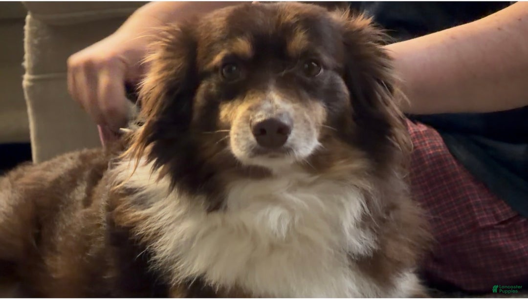 Miniature Australian Shepherd dogs for sale: RED - Ad 7