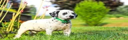 Dalmatian dogs for sale: Tami - Ad 7