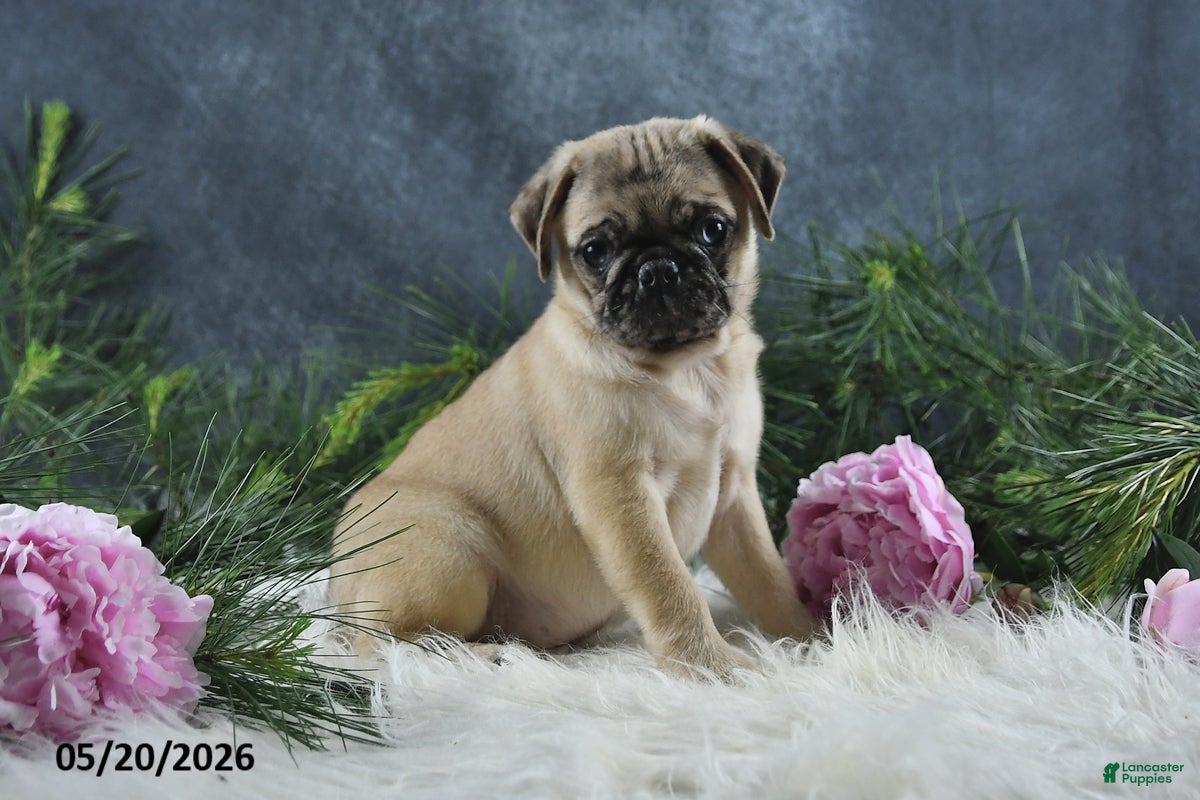 Pug dogs Greg - Ad 2