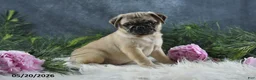 Pug dogs for sale: Greg - Ad 19