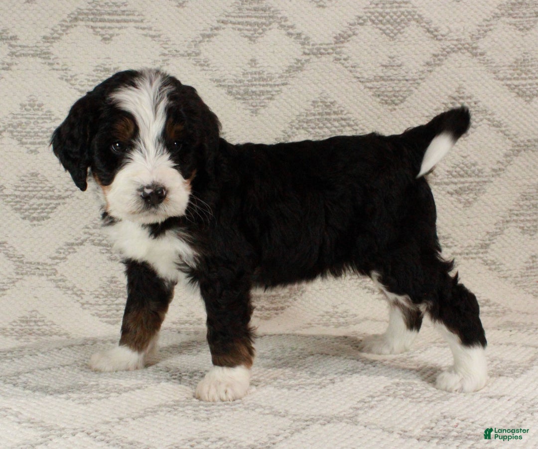 Bernedoodle dogs for sale: Max - Ad 5