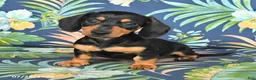 Miniature Dachshund dogs for sale: June - Ad 3