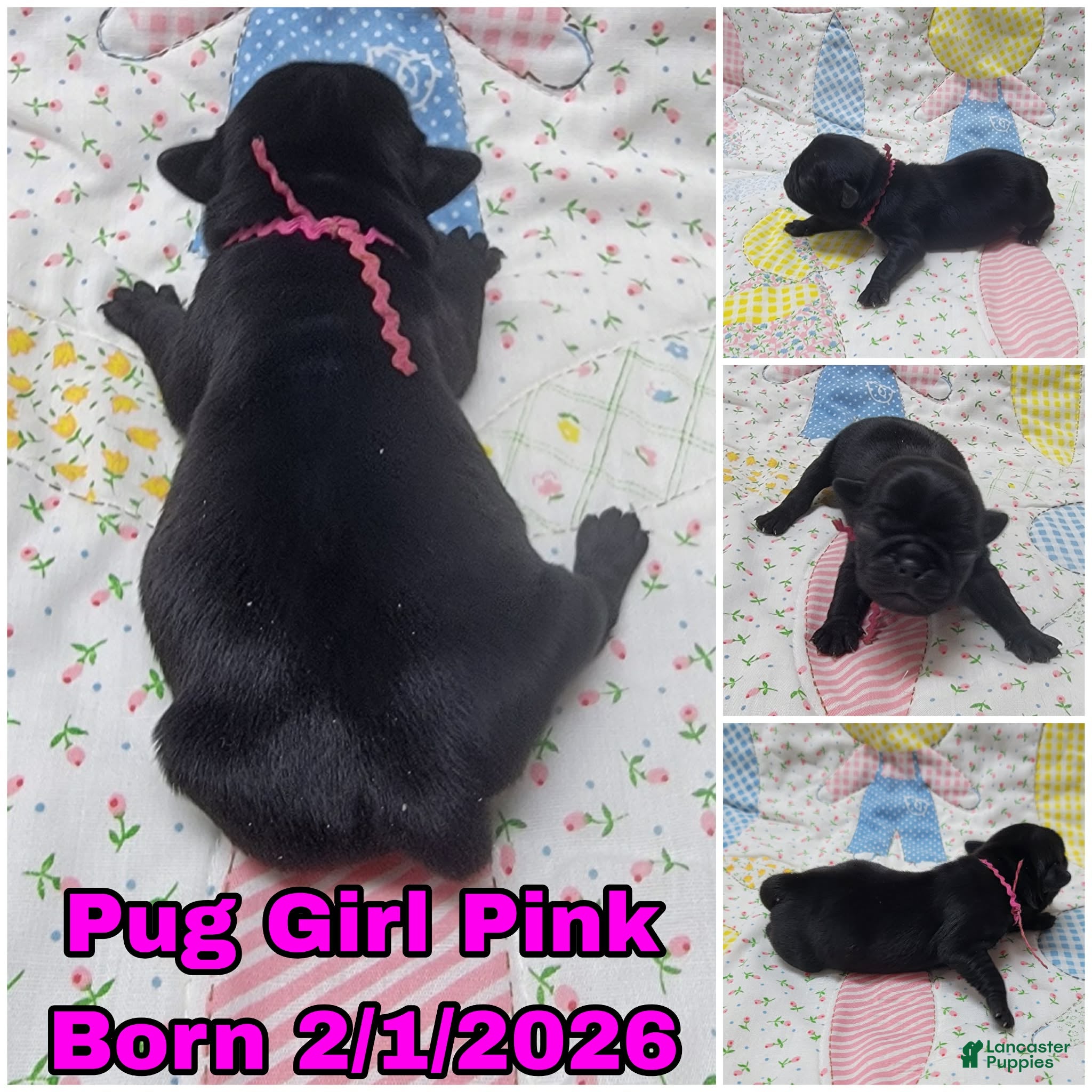 Pug dogs Pug Puppy Girl Pink - Ad 10