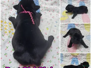 Pug dogs Pug Puppy Girl Pink - Ad 10