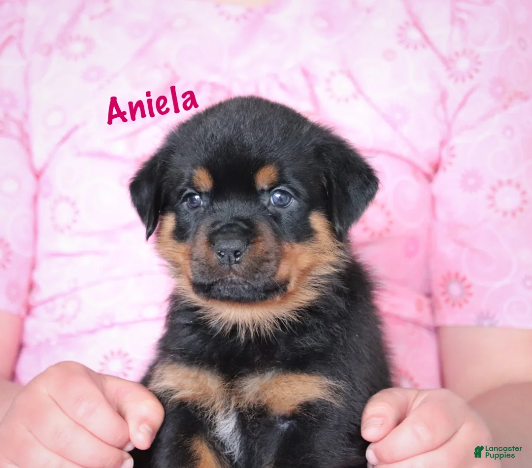 Rottweiler dogs for sale: Aniela  - Ad 2