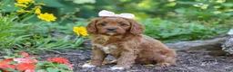 Cavapoo dogs for sale: Layla - Ad 3