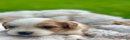 Cavalier King Charles Spaniel dogs for sale: Chase - Ad 4