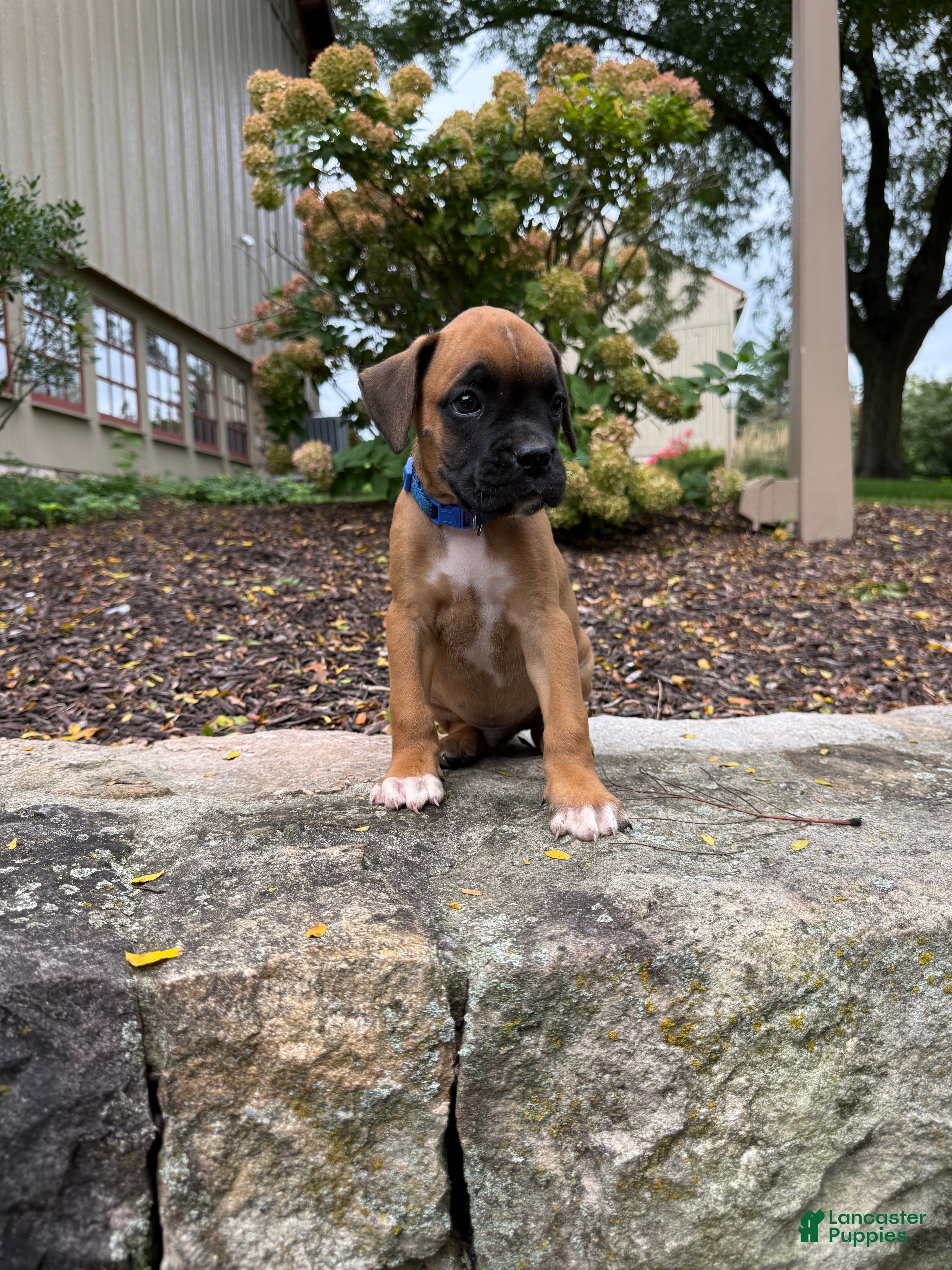 Boxer dogs for sale: Charlie - Ad 3
