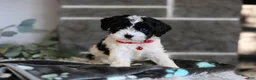 Cavapoo dogs for sale: Dakota - Ad 9