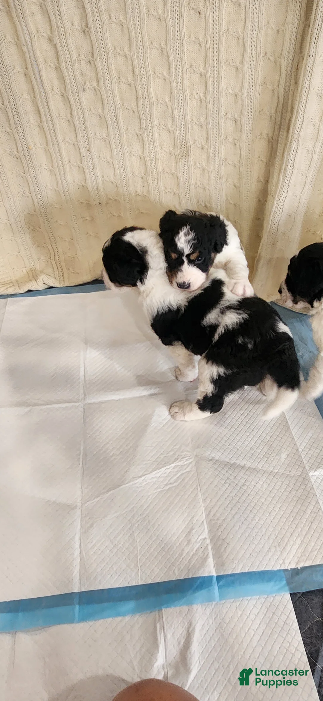 Mixed Breed dogs for sale: Mixed Breed Puppy 1 - Ad 1