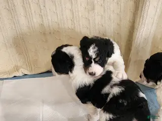 Mixed Breed dogs Mixed Breed Puppy 1 - Ad 14