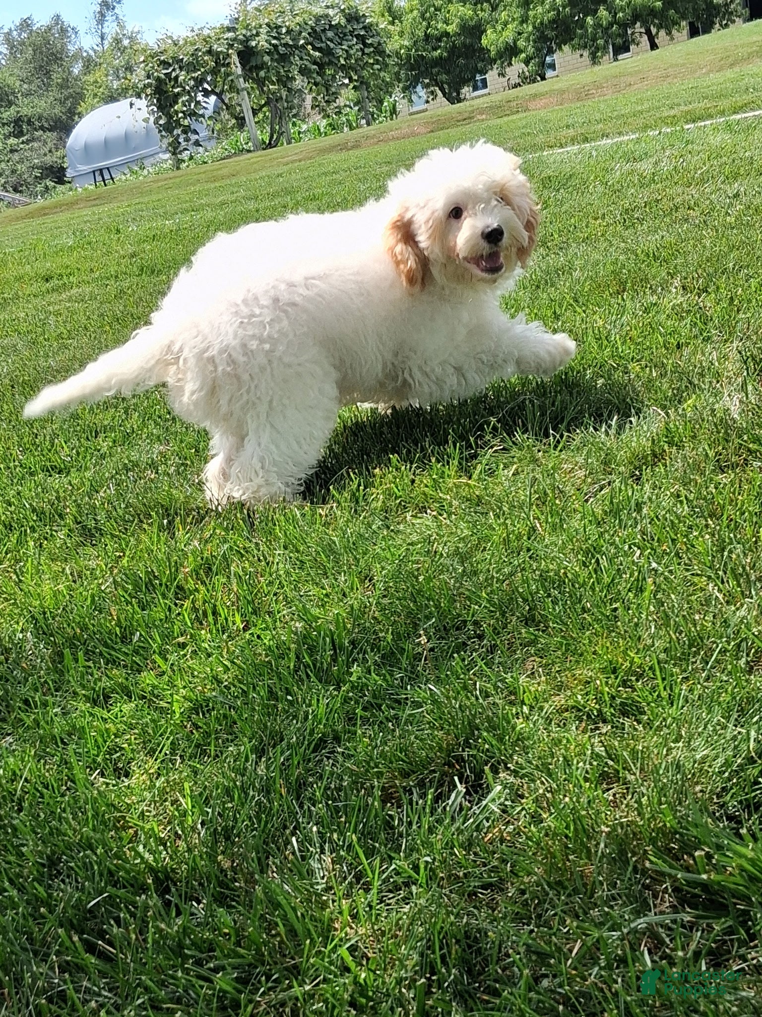 Cavapoo dogs Annie - Ad 2