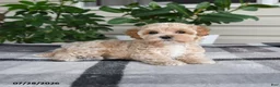 Maltipoo dogs for sale: Lila  - Ad 3