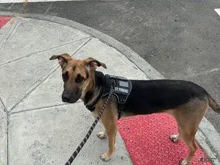 German Shepherd dogs German Shepherd Puppy 1 - Ad 31