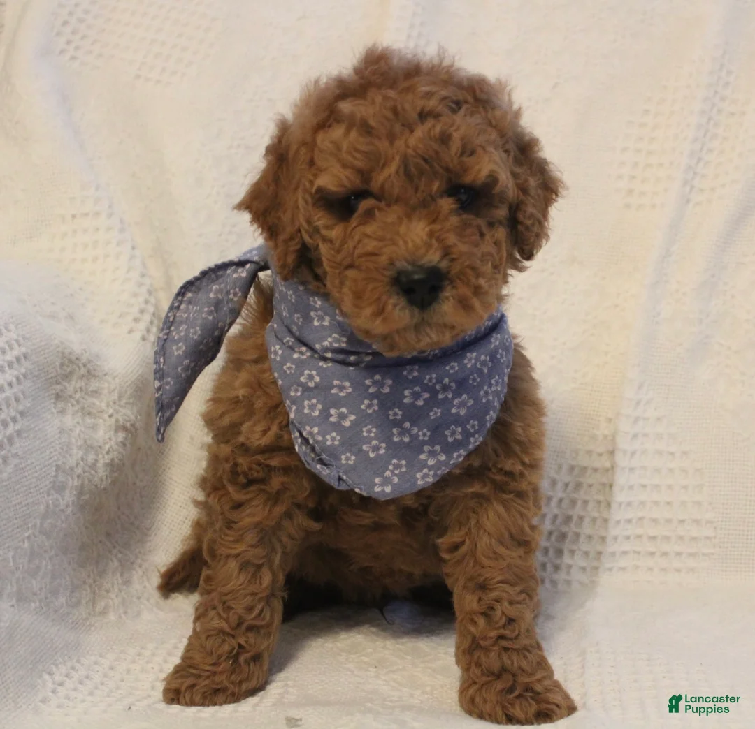 Mini Goldendoodle dogs for sale: Archie - Ad 2