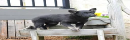 Mixed Breed dogs for sale: Cocoa  - Ad 3