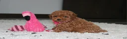 Toy Poodle dogs for sale: Bella - Ad 9