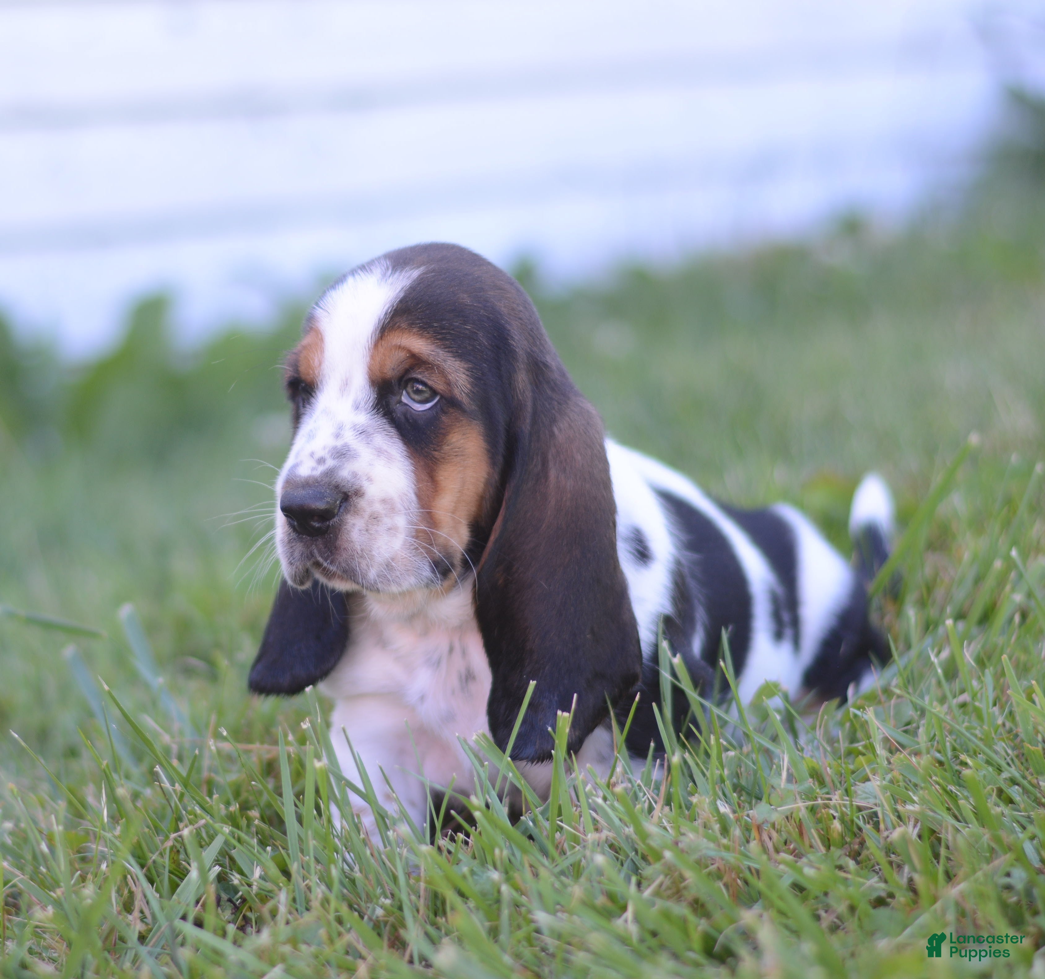 Basset Hound dogs Willy - Ad 1