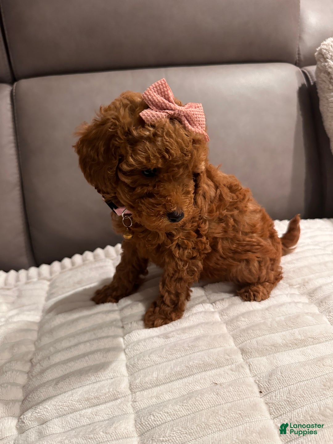 Toy Poodle dogs for sale: Ginger- AKC GENETIC TESTED - Ad 11