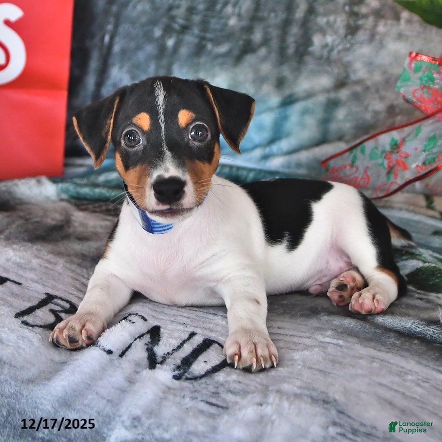 Jack Russell Terrier dogs Rascal - Ad 6