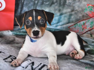 Jack Russell Terrier dogs Rascal - Ad 6