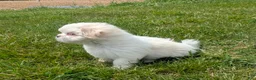 Malshi dogs for sale: Sherpa  - Ad 10