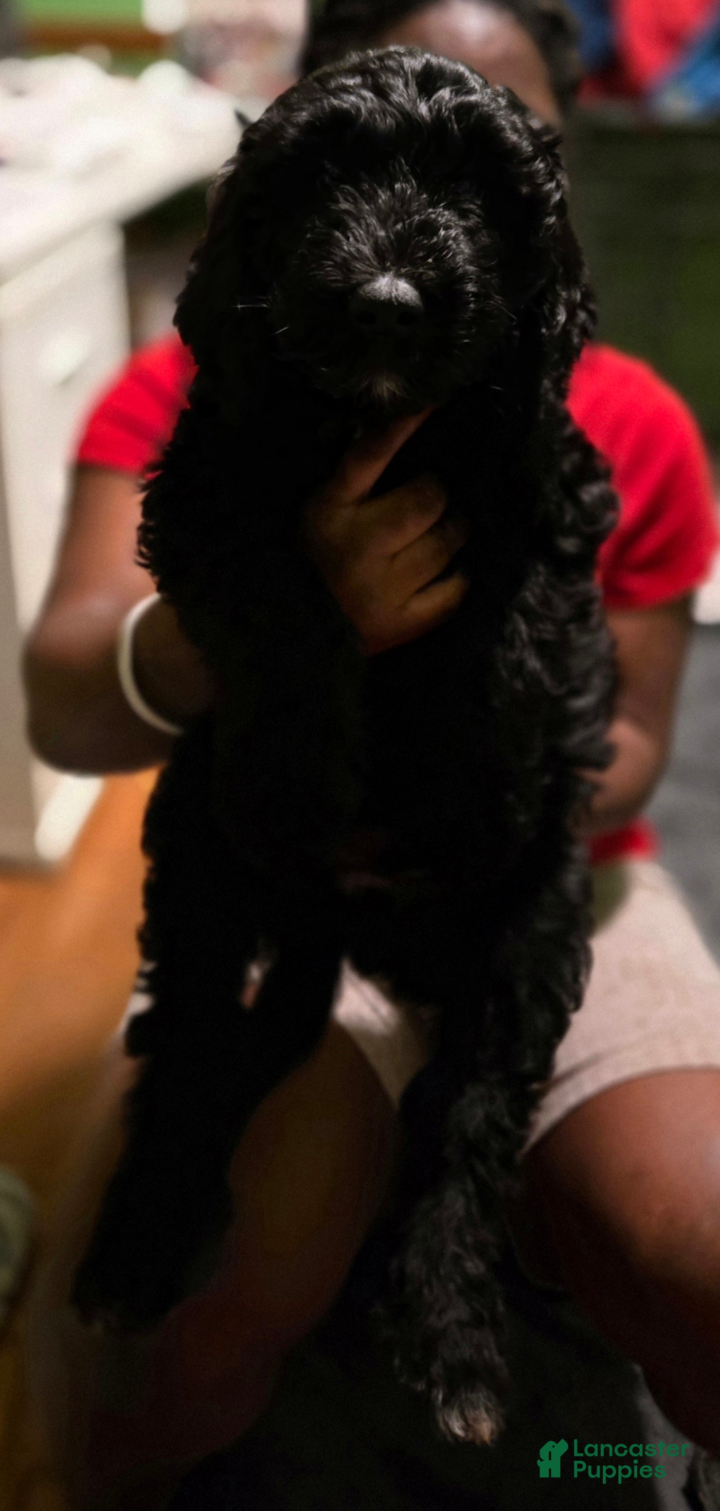 Goldendoodle dogs Goldendoodle Puppy Collar Pink - Ad 8