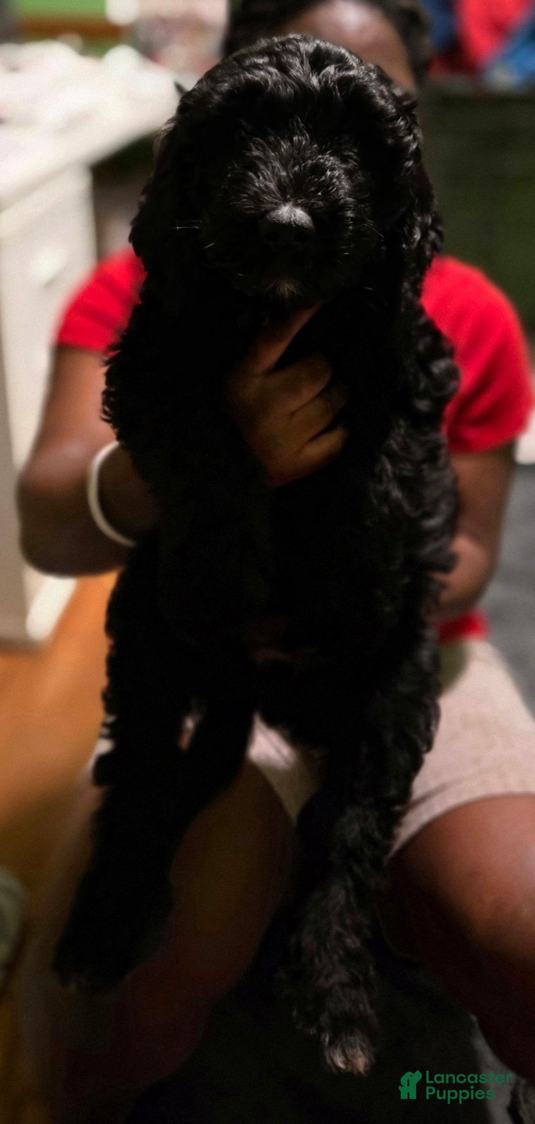 Goldendoodle dogs for sale: Goldendoodle Puppy Collar Pink - Ad 1