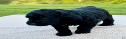 Goldendoodle dogs for sale: Thumper  - Ad 4