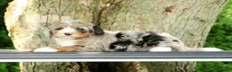Mini Bernedoodle dogs for sale: Max - Ad 2