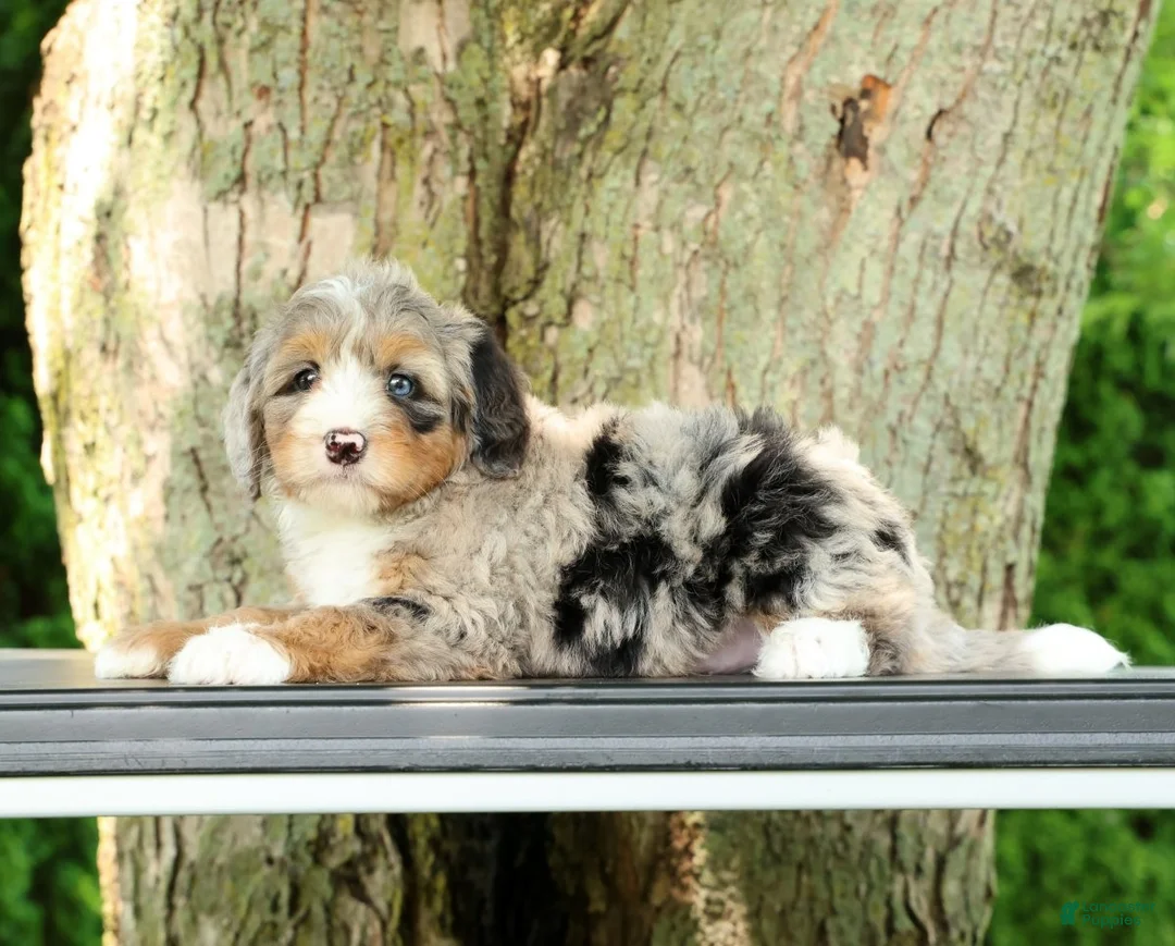 Mini Bernedoodle dogs for sale: Max - Ad 2