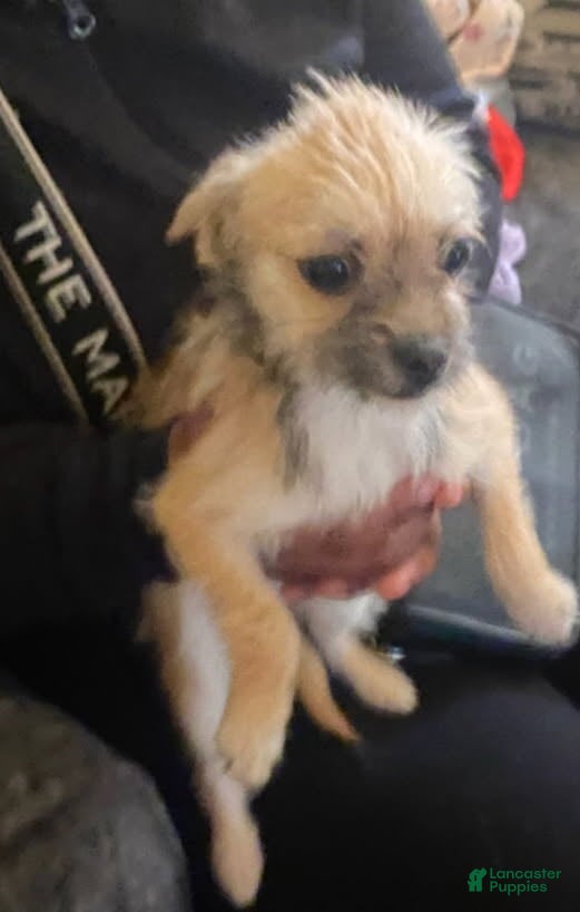 Chorkie dogs Little - Ad 2