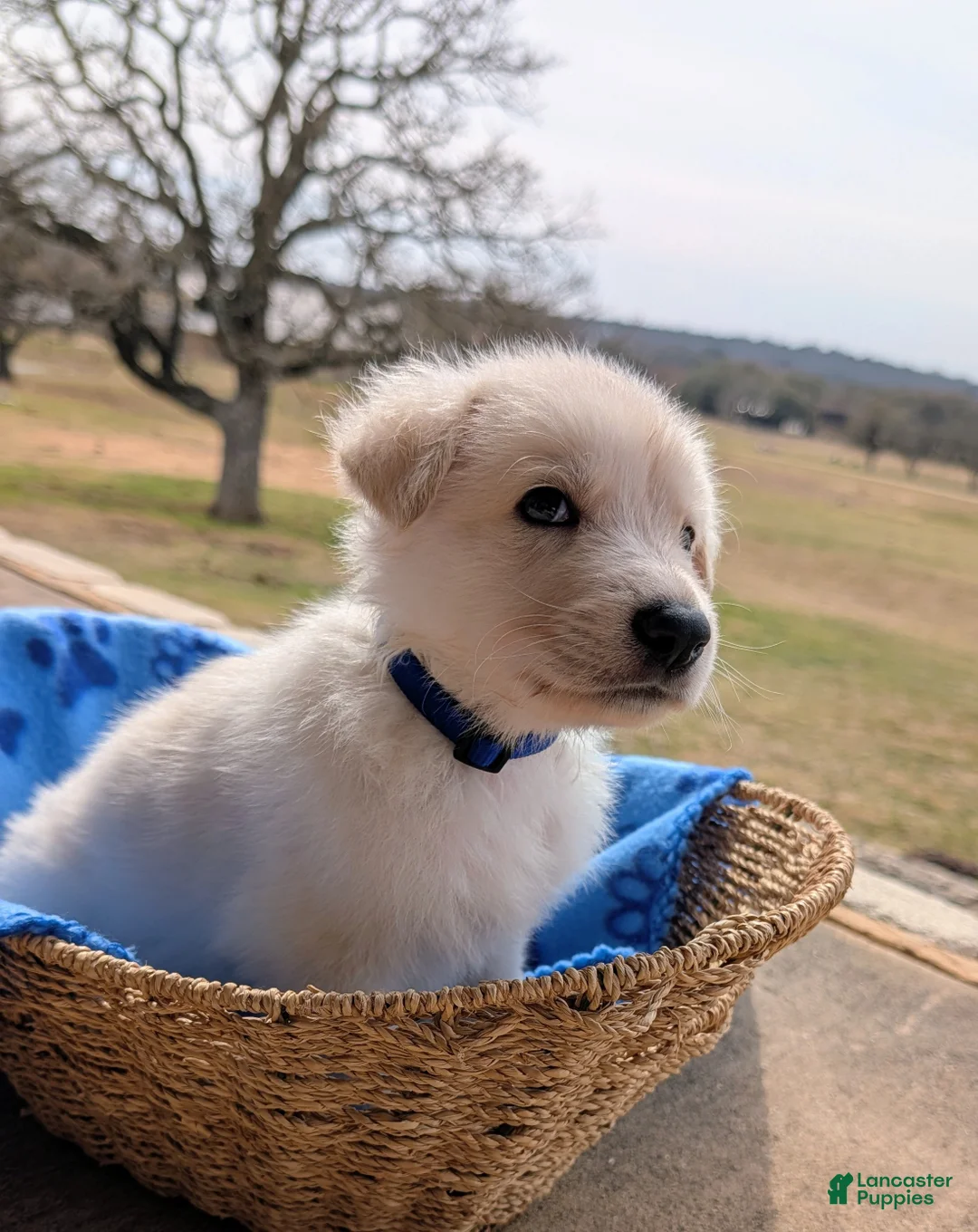 German Shepherd dogs for sale: Matty - Ad 1