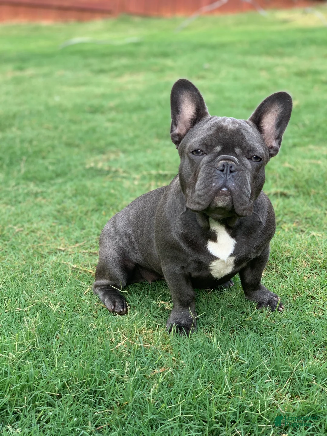 French Bulldog dogs for sale: French Bulldog 2 - Ad 5