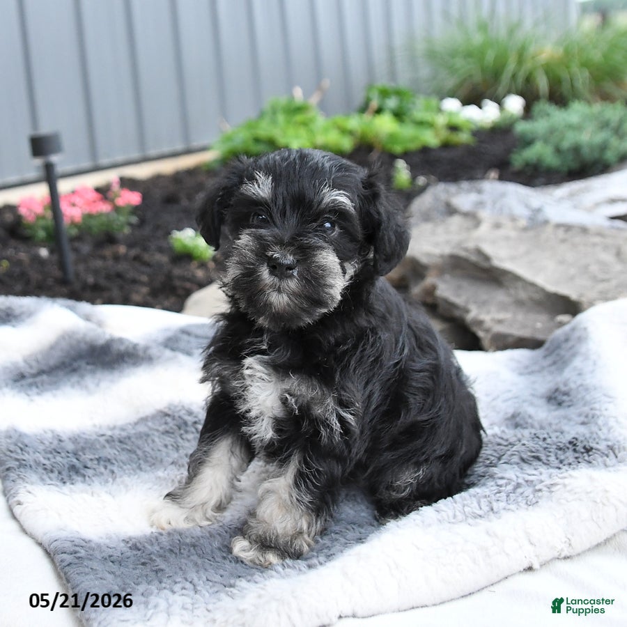 Miniature Schnauzer dogs Ivy - Ad 2