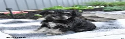 Miniature Schnauzer dogs for sale: Ivy - Ad 2