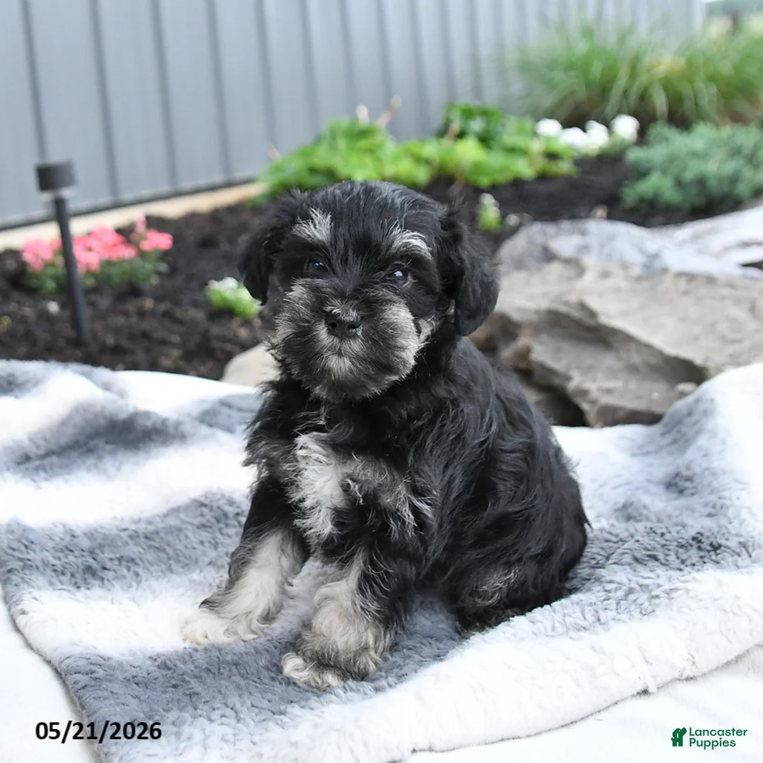 Miniature Schnauzer dogs for sale: Ivy - Ad 2