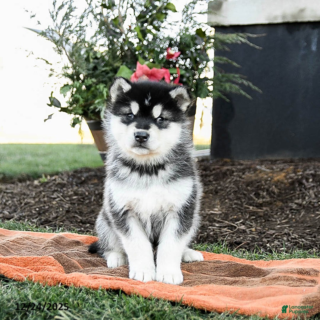 Alaskan Malamute dogs for sale: Jovi - Ad 3