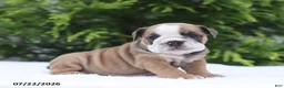 English Bulldog dogs for sale: Carla - Ad 1