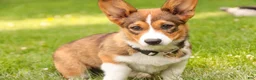 Welsh Corgi Pembroke dogs for sale: Giselle - Ad 3