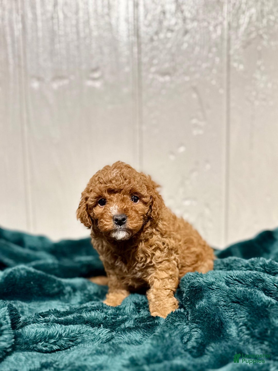 Mini Goldendoodle dogs for sale: Eve - Ad 4