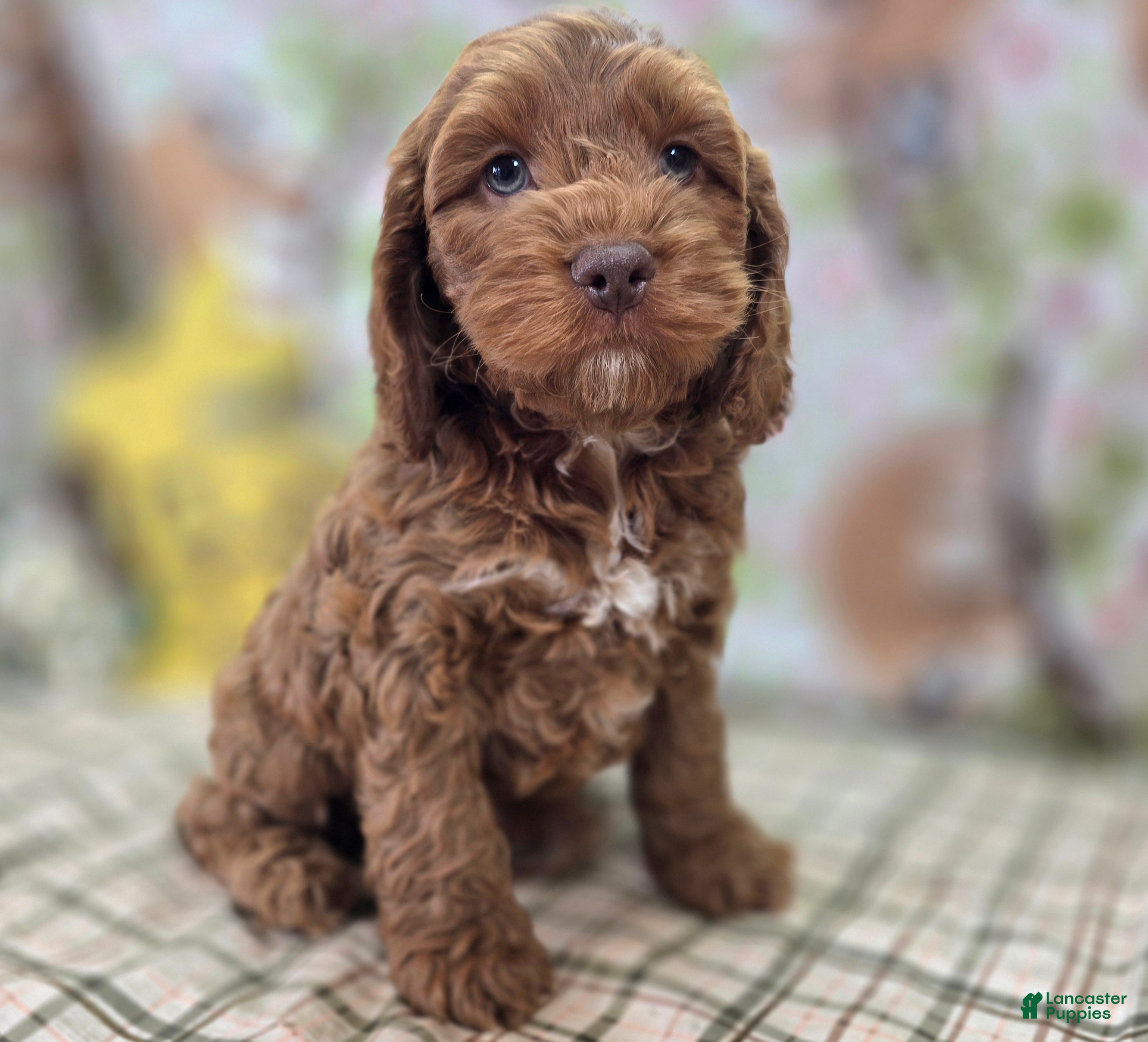 Cockapoo dogs Rime - Ad 13