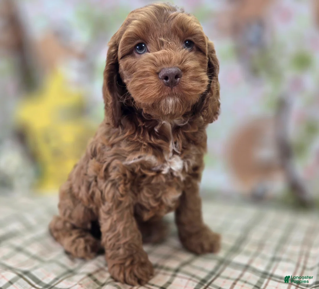Cockapoo dogs for sale: Rime - Ad 1