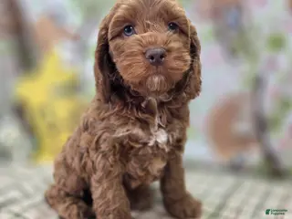 Cockapoo dogs Rime - Ad 13