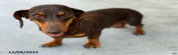 Miniature Dachshund dogs for sale: George - Ad 7