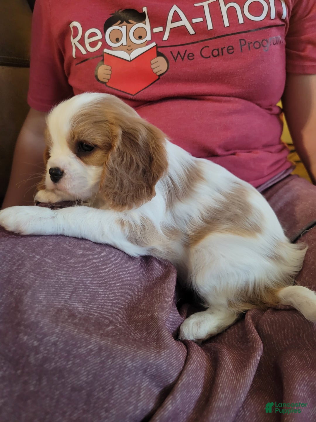 Cavalier King Charles Spaniel dogs for sale: Desi - Ad 4